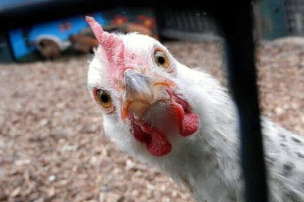 تشکیل ستاد ویژه در وزارت جهاد کشاورزی برای حل مشکل گرانی مرغ