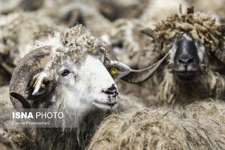 آنچه احتمال سخت زایی دام ها را افزایش می دهد آنچه احتمال سخت زایی دام ها را افزایش می دهد