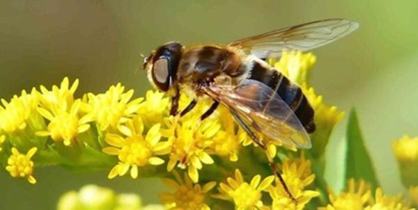 مبارزه میلیون ها زنبور با آفات کشاورزی، روشی نوآورانه برای کاهش مصرف سموم شیمیایی