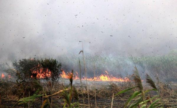 آتش سوزی 4 هکتار از اراضی تالاب انزلی