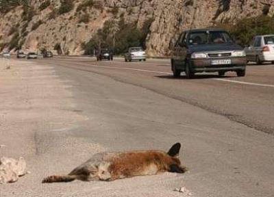 آماری هولناک از تلف شدن حیوانات وحشی در جاده پارک ملی گلستان ، سالانه 230 رأس در تصادف با خودروها می میرند