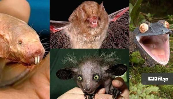 چهره های عجیب این 7 حیوان شما را شوکه می نماید!