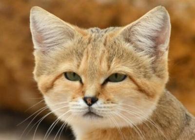 کوچک ترین گربه سان وحشی خراسان جنوبی در آستانه انقراض
